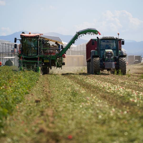 Die Tomatenernte 2025 ist beendet: ein Abschluss, der neue Anfänge markiert