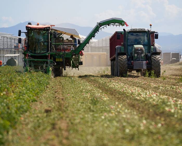 Die Tomatenernte 2025 ist beendet: ein Abschluss, der neue Anfänge markiert