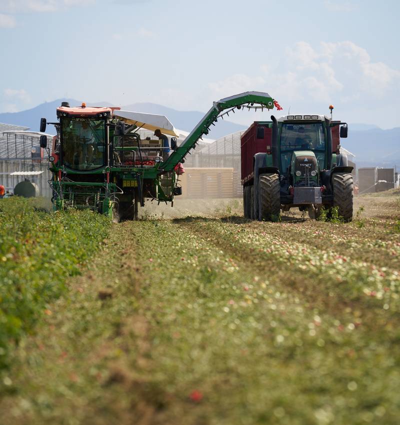 The 2025 Tomato Harvest Has Ended: A Turning Point for New Beginnings