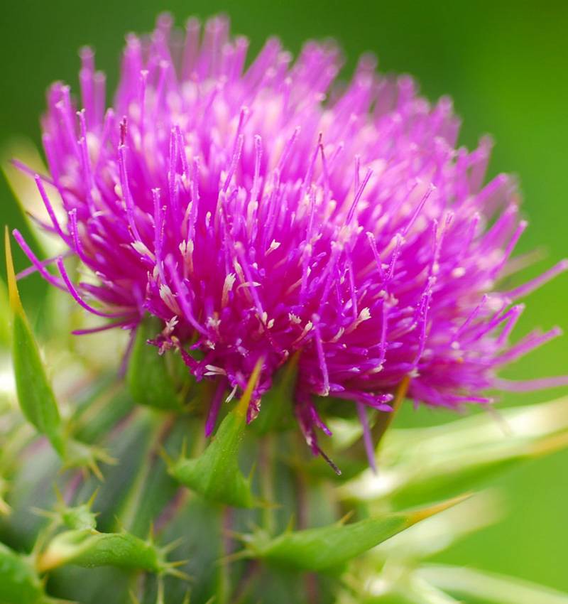 Alla scoperta del Silybum Marianum