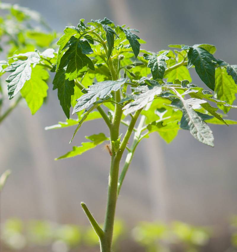 La coltivazione del pomodoro