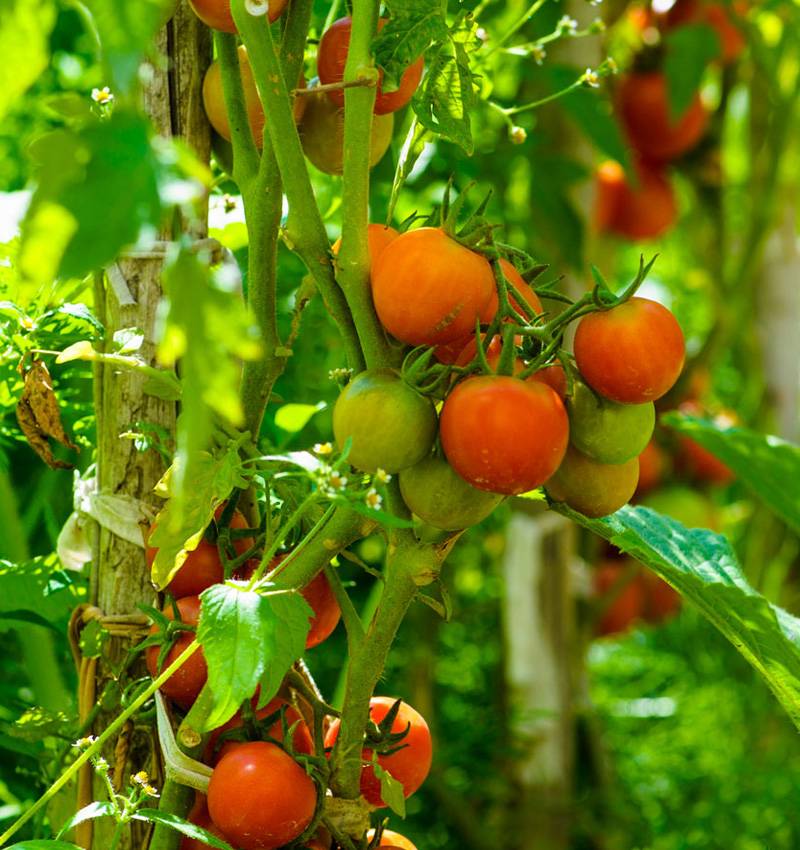 La coltivazione del pomodoro da salsa alla moda parmigiana (2)