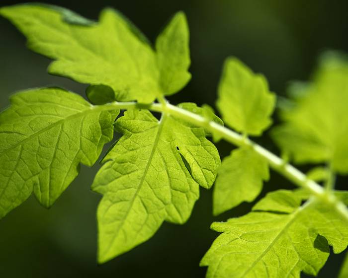 Alle N der Nachhaltigkeit bei Pomìto