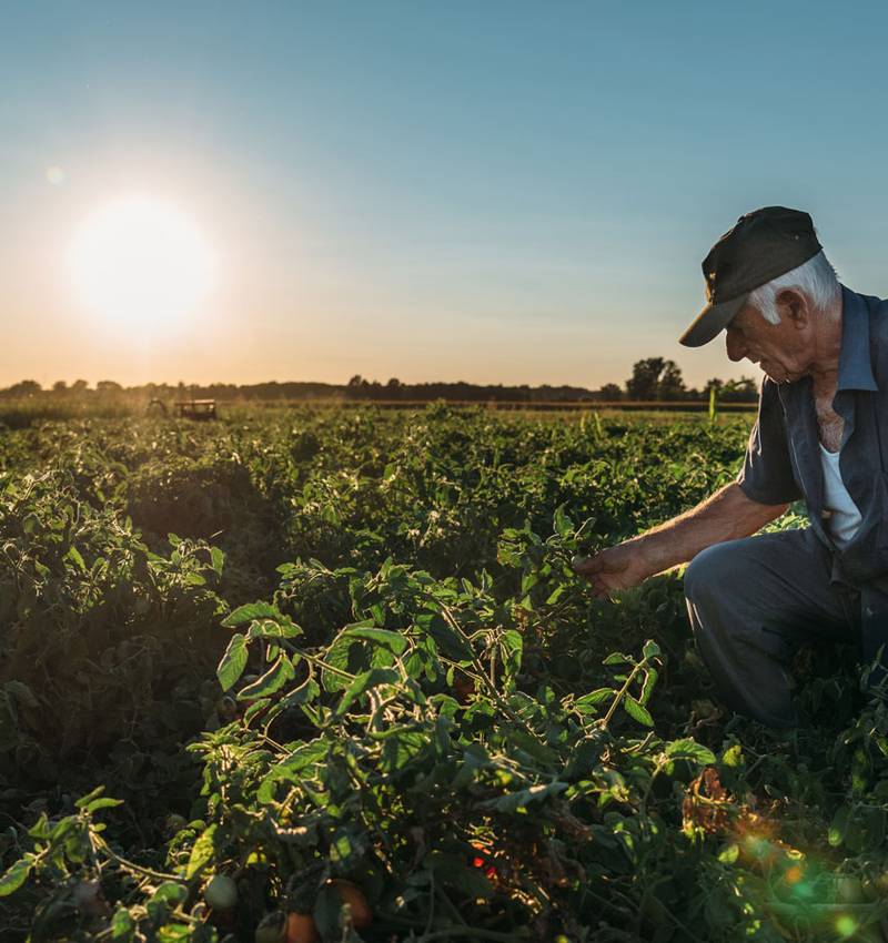 What sustainability means for Pomì