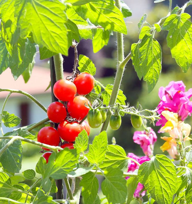 L’orto in terrazza ovvero il trionfo del kilometro zero