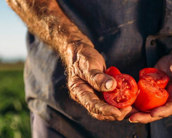 Pomì, Agriculture et Territoire