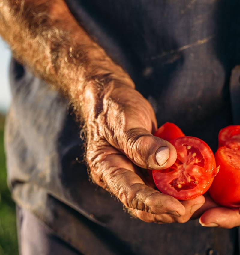 Pomì, Agricoltura e Territorio