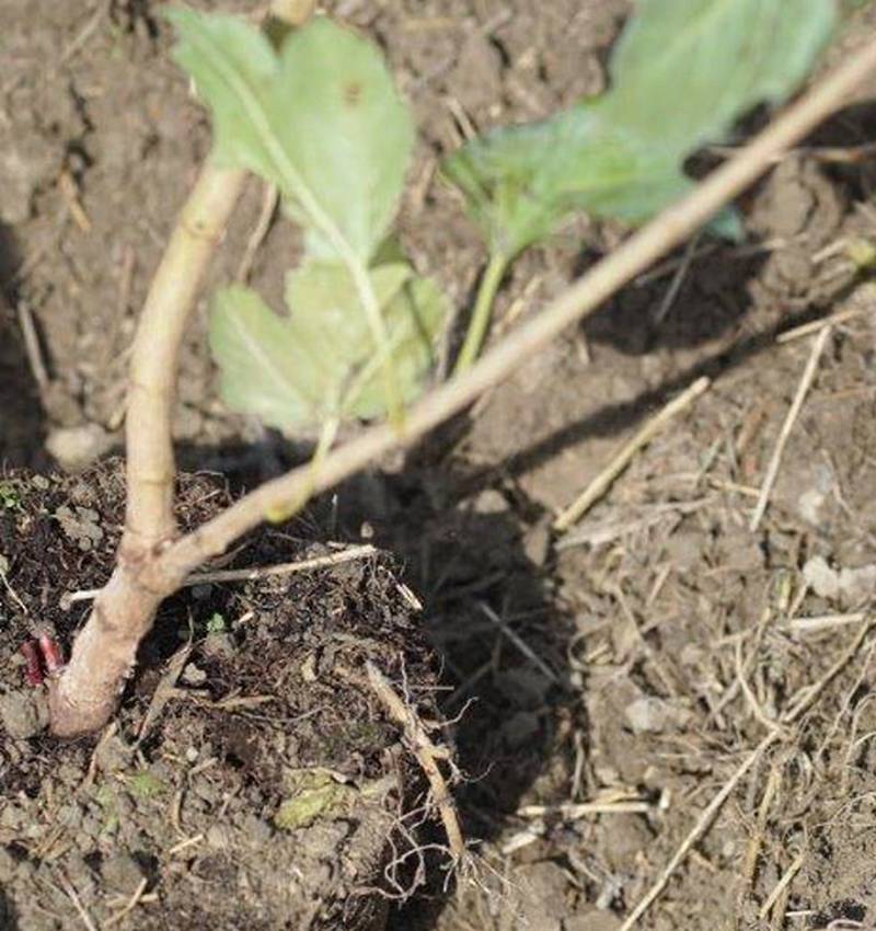 Pomì per l’ambiente: non pomodoro, ma salici e querce