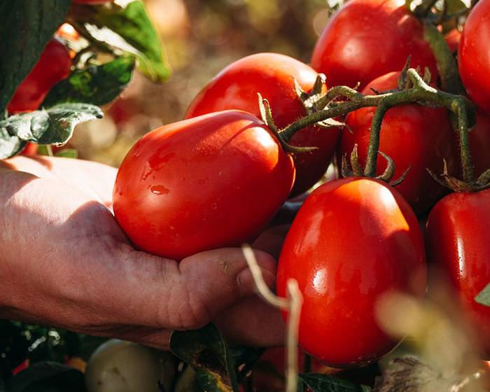 Tomatoes and health: staunch allies for your well-being!
