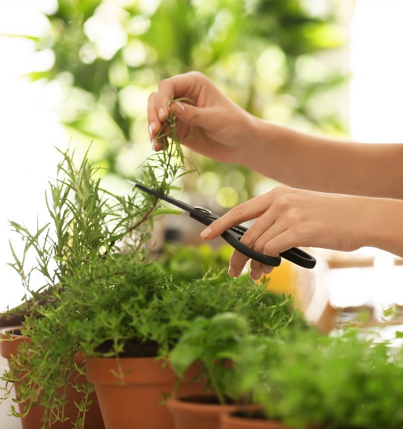 Piante Aromatiche: il lato green del gusto!