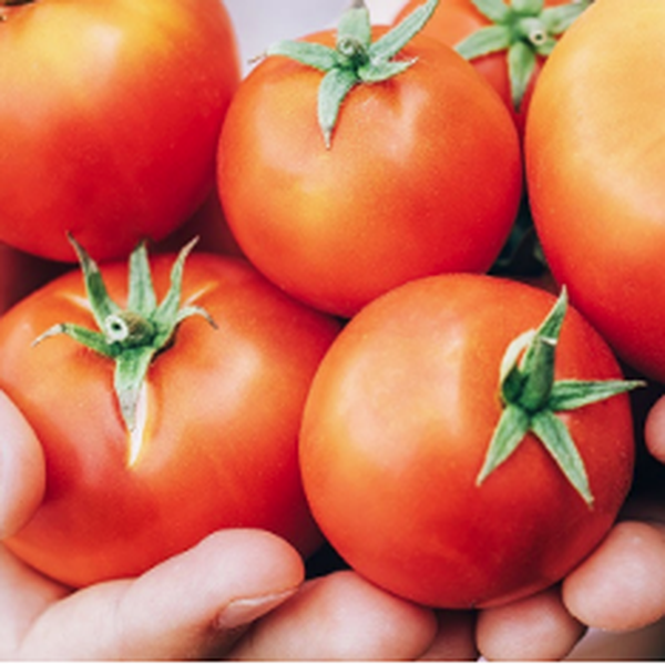 Fraîcheur, couleur et bonté : la tomate Pomì est la reine de l'été