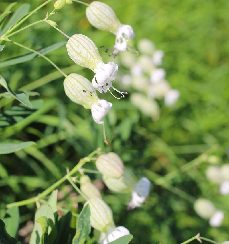 Schioppetti, Schioppettine, Bubbolini… ma che erba del cucco è?