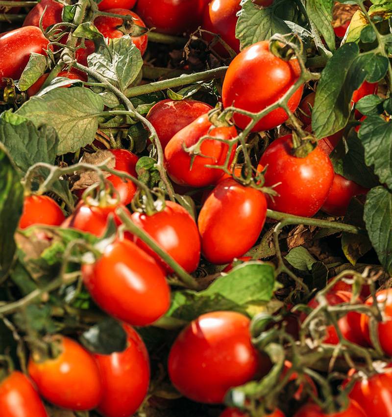 イタリアと黄金のリンゴの間の終わりの無いラブストーリー