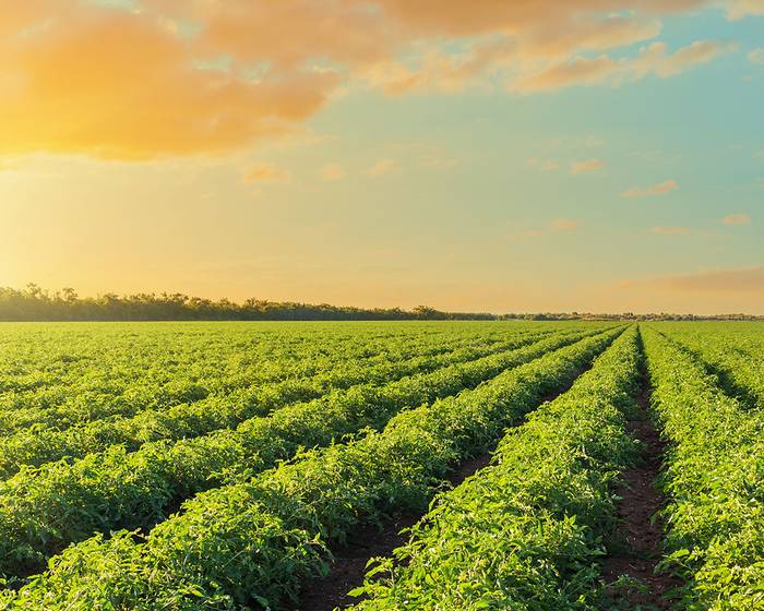 على نهج طماطم بومي. تاريخ حافل بالابتكار المستمر.