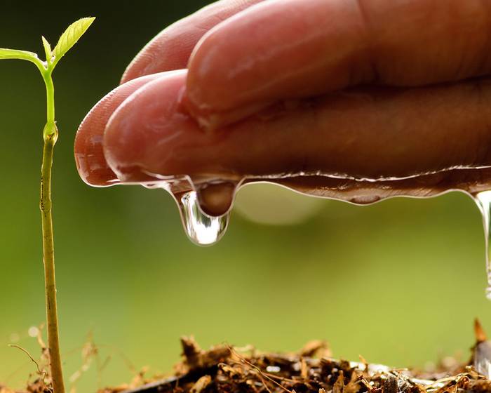 Erde, Wasser, Herz: die Zutaten der Pomì-Tomate