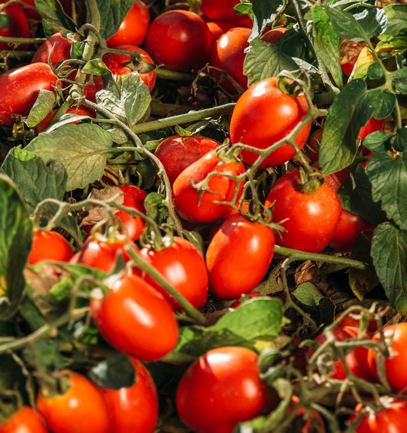 La importancia de los tomates en la cocina regional italiana