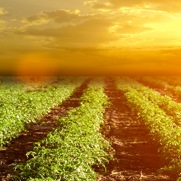 Pomì Trace: la garantie de notre qualité