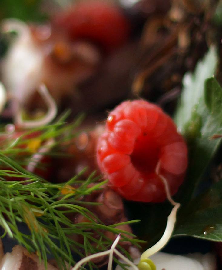 Insalatina di polpo tiepido, foglie, frutti di bosco all’olio emulsionato al pomodoro